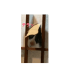 ハチねこスタンプ（個別スタンプ：5）
