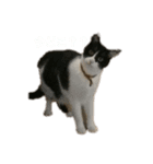 ハチねこスタンプ（個別スタンプ：7）