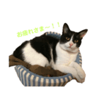 ハチねこスタンプ（個別スタンプ：8）