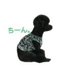 黒と茶のアフロ和プー（個別スタンプ：8）