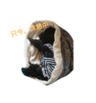 黒と茶のアフロ和プー（個別スタンプ：12）