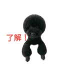 黒と茶のアフロ和プー（個別スタンプ：16）