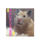 気持ち伝われっ！ハムさんスタンプ（個別スタンプ：7）