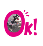 ブラックチワワのルゥ（個別スタンプ：3）