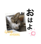 表情豊かなうちのねこ ここあとこたろ2（個別スタンプ：1）