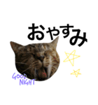 表情豊かなうちのねこ ここあとこたろ2（個別スタンプ：2）