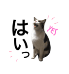 表情豊かなうちのねこ ここあとこたろ2（個別スタンプ：3）
