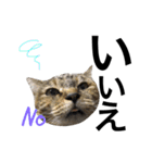 表情豊かなうちのねこ ここあとこたろ2（個別スタンプ：4）