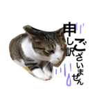 表情豊かなうちのねこ ここあとこたろ2（個別スタンプ：6）