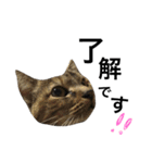 表情豊かなうちのねこ ここあとこたろ2（個別スタンプ：7）