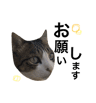 表情豊かなうちのねこ ここあとこたろ2（個別スタンプ：8）
