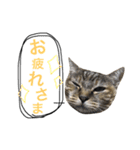 表情豊かなうちのねこ ここあとこたろ2（個別スタンプ：9）