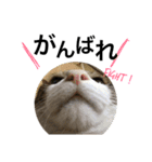表情豊かなうちのねこ ここあとこたろ2（個別スタンプ：10）