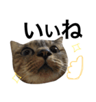 表情豊かなうちのねこ ここあとこたろ2（個別スタンプ：11）