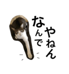 表情豊かなうちのねこ ここあとこたろ2（個別スタンプ：12）