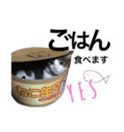 表情豊かなうちのねこ ここあとこたろ2（個別スタンプ：13）