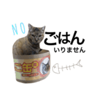 表情豊かなうちのねこ ここあとこたろ2（個別スタンプ：14）
