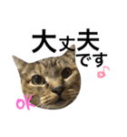 表情豊かなうちのねこ ここあとこたろ2（個別スタンプ：15）