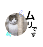表情豊かなうちのねこ ここあとこたろ2（個別スタンプ：16）
