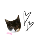 表情豊かなうちのねこ ここあとこたろ2（個別スタンプ：17）