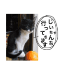 表情豊かなうちのねこ ここあとこたろ2（個別スタンプ：18）