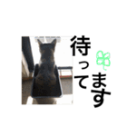 表情豊かなうちのねこ ここあとこたろ2（個別スタンプ：19）