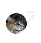 表情豊かなうちのねこ ここあとこたろ2（個別スタンプ：20）