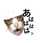 表情豊かなうちのねこ ここあとこたろ2（個別スタンプ：21）