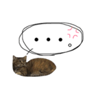 表情豊かなうちのねこ ここあとこたろ2（個別スタンプ：22）