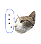表情豊かなうちのねこ ここあとこたろ2（個別スタンプ：23）
