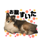 ふーたろうちゃん（個別スタンプ：1）
