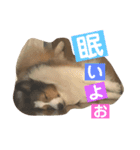 ふーたろうちゃん（個別スタンプ：2）