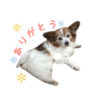 パピヨンのチェリーさん（個別スタンプ：5）