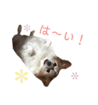 パピヨンのチェリーさん（個別スタンプ：12）