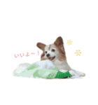 パピヨンのチェリーさん（個別スタンプ：13）