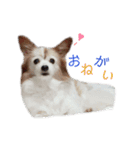 パピヨンのチェリーさん（個別スタンプ：16）