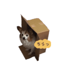 パピヨンのチェリーさん（個別スタンプ：22）