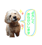 我が家のでこぼこ兄弟（個別スタンプ：13）