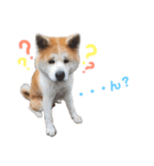 我が家のでこぼこ兄弟（個別スタンプ：14）