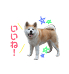 我が家のでこぼこ兄弟（個別スタンプ：18）