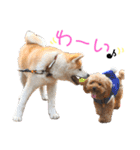 我が家のでこぼこ兄弟（個別スタンプ：19）
