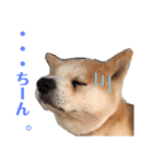 我が家のでこぼこ兄弟（個別スタンプ：22）