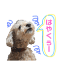 我が家のでこぼこ兄弟（個別スタンプ：23）