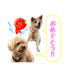 我が家のでこぼこ兄弟（個別スタンプ：32）
