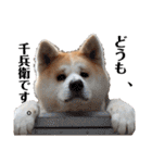 我が家のでこぼこ兄弟（個別スタンプ：33）
