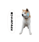 我が家のでこぼこ兄弟（個別スタンプ：40）