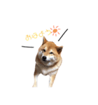 日常で使える柴犬あずきスタンプ（個別スタンプ：1）