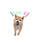 日常で使える柴犬あずきスタンプ（個別スタンプ：3）
