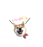 日常で使える柴犬あずきスタンプ（個別スタンプ：5）