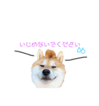 日常で使える柴犬あずきスタンプ（個別スタンプ：8）